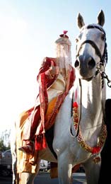 Indian Groom arrives on decorated horse
